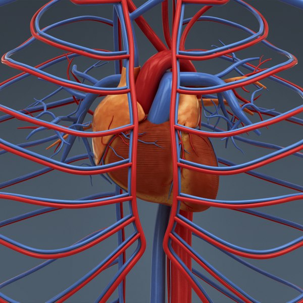 3d c4d anatomically human male body