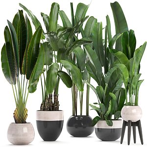 Exotic plants banana tree