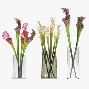 3D Bouquet of Sarracenia flowers in a vase 180