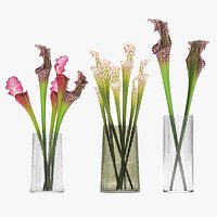 Bouquet of Sarracenia flowers in a vase 180