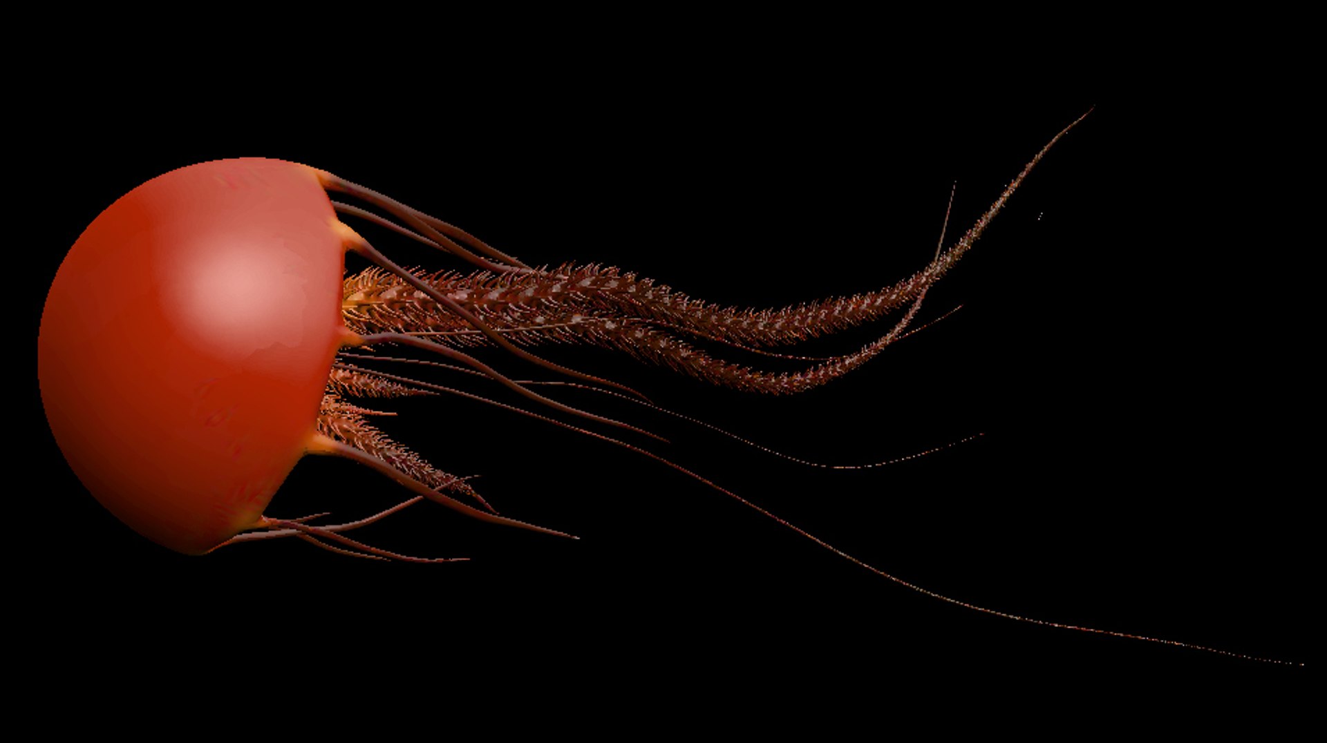 Jellyfish Jelly Fish 3d Obj