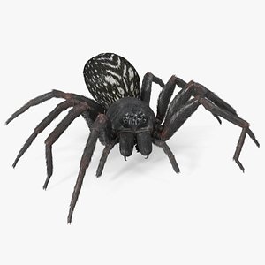 3D Badumna Insignis Fur Rigged