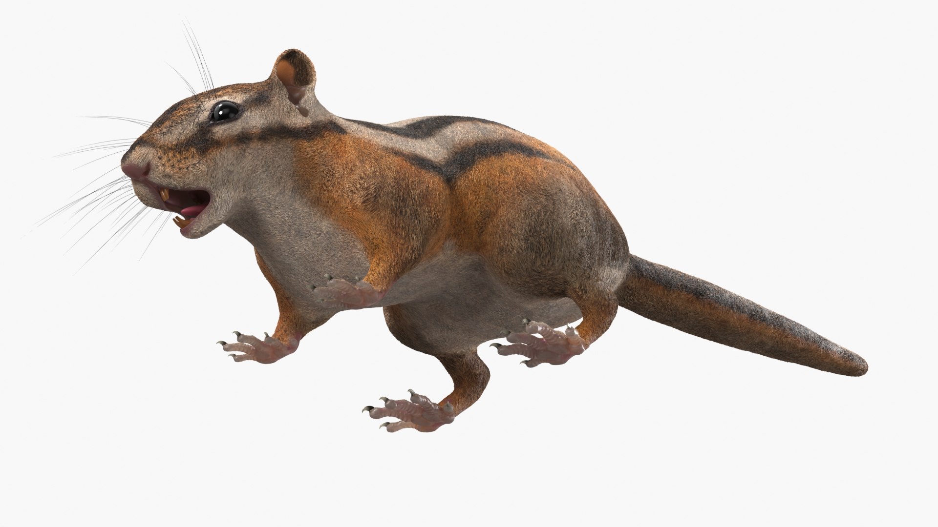 3D Tree-Dwelling Chipmunk Rigged for Cinema 4D https://p.turbosquid.com/ts-thumb/0O/iGsVJT/MS/treedwelling_chipmunk_rigged_009/jpg/1759148704/1920x1080/fit_q87/3ca77335b9d82d27e1d31a22104df03c38d0958c/treedwelling_chipmunk_rigged_009.jpg