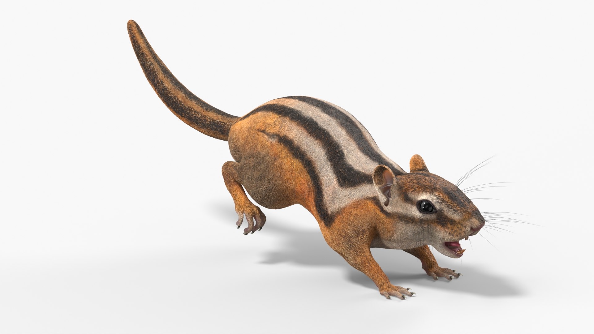 3D Tree-Dwelling Chipmunk Rigged for Cinema 4D https://p.turbosquid.com/ts-thumb/0O/iGsVJT/MV/treedwelling_chipmunk_rigged_002/jpg/1759148447/1920x1080/fit_q87/628c3cb0825b8fbd9be7eb3f61e351ccb1a80922/treedwelling_chipmunk_rigged_002.jpg