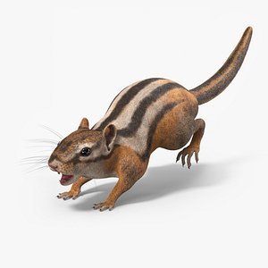 Tree-Dwelling Chipmunk Rigged for Cinema 4D