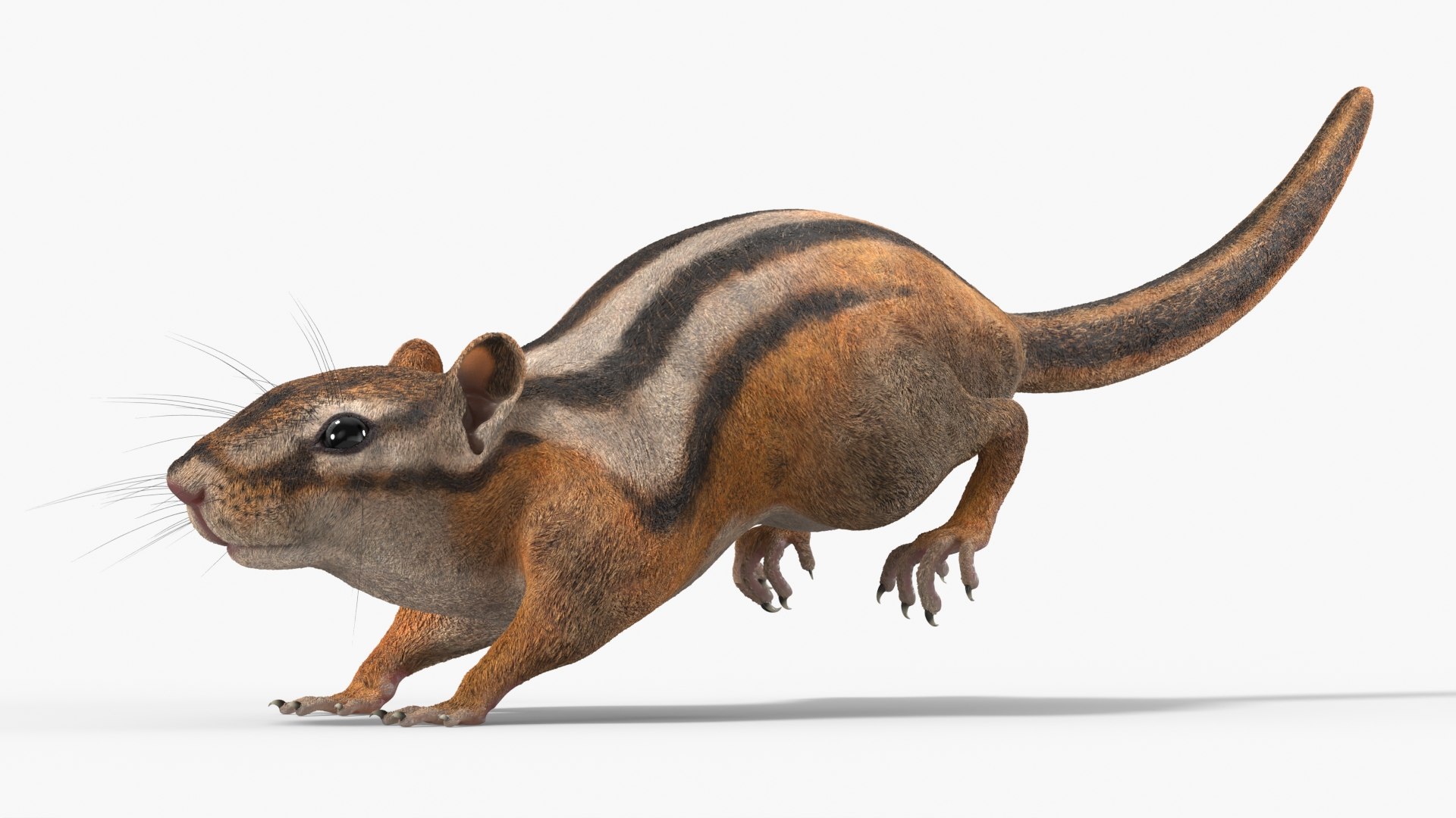 3D Tree-Dwelling Chipmunk Rigged for Cinema 4D https://p.turbosquid.com/ts-thumb/0O/iGsVJT/Pk/treedwelling_chipmunk_rigged_007/jpg/1759148698/1920x1080/fit_q87/c06efdb36f692f25ab542eef650836c631b9cde3/treedwelling_chipmunk_rigged_007.jpg