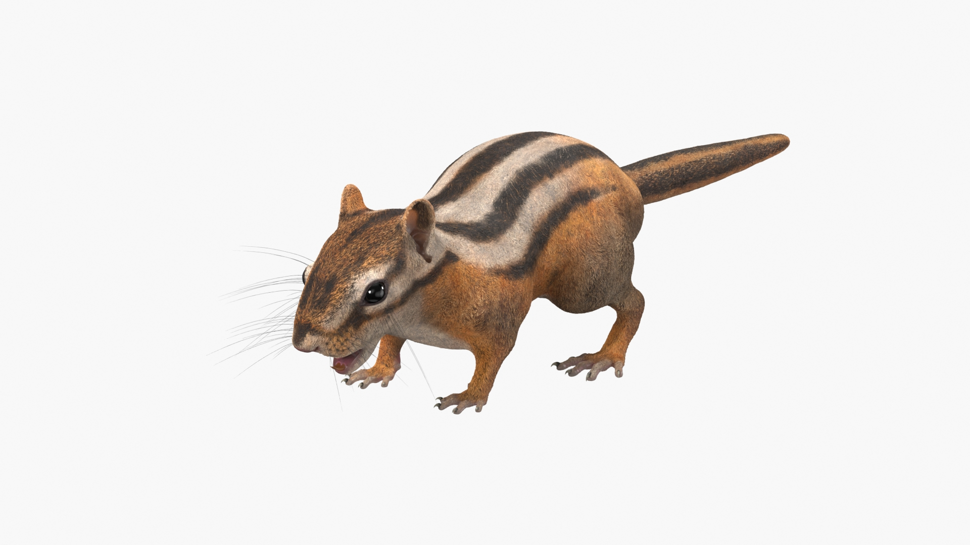 3D Tree-Dwelling Chipmunk Rigged for Cinema 4D https://p.turbosquid.com/ts-thumb/0O/iGsVJT/k6/treedwelling_chipmunk_rigged_360/jpg/1759148451/1920x1080/turn_fit_q99/e9ad3b70f8224333a6eb892f5b1eaea69d6df87e/treedwelling_chipmunk_rigged_360-1.jpg