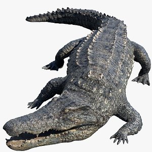 realistic crocodile rigged 3d model