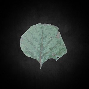 Low Poly Leaf 029 3D