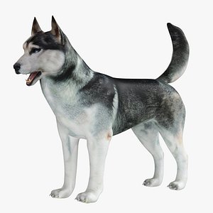 Husky Dog 3D model