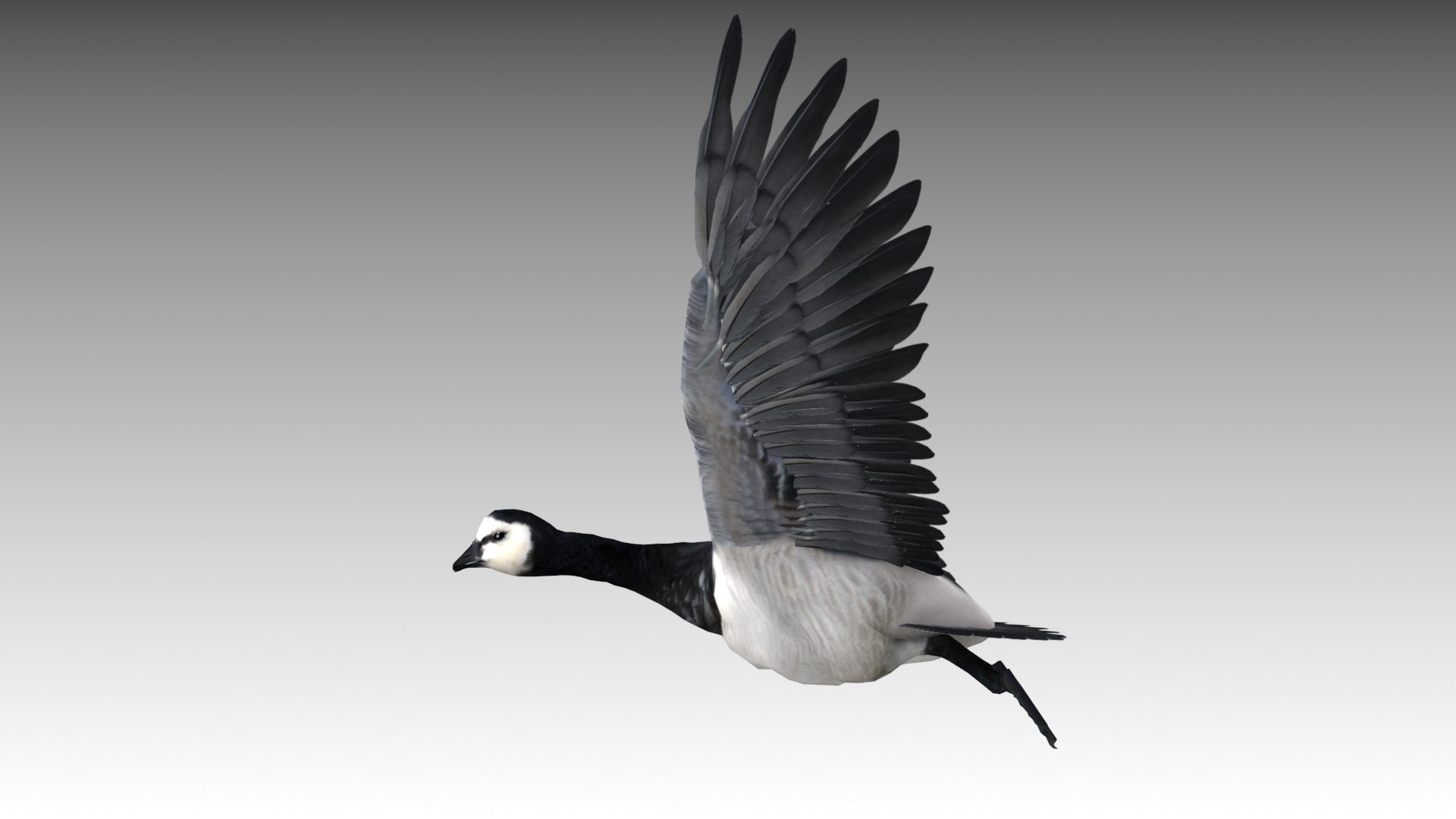 Barnacle Goose Model - TurboSquid 1429562