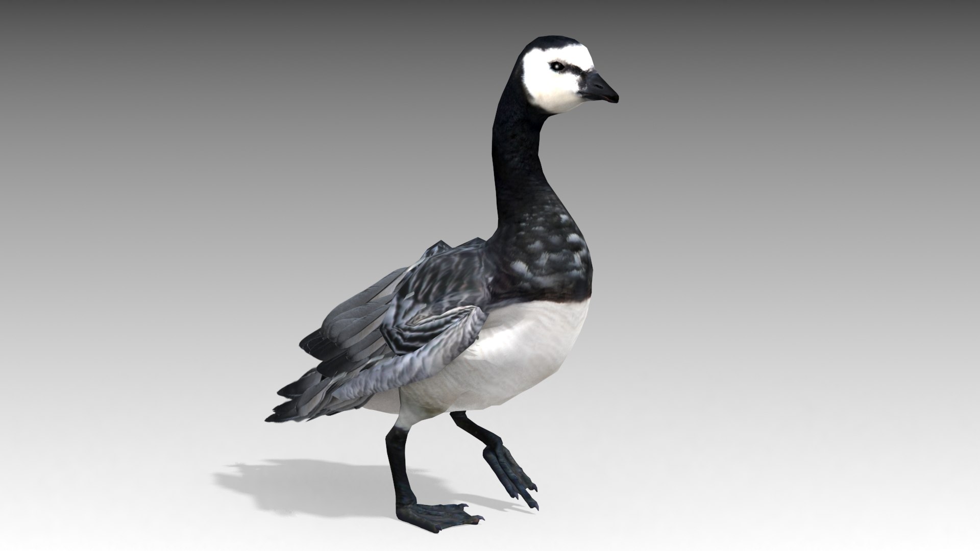 Barnacle Goose Model - TurboSquid 1429562