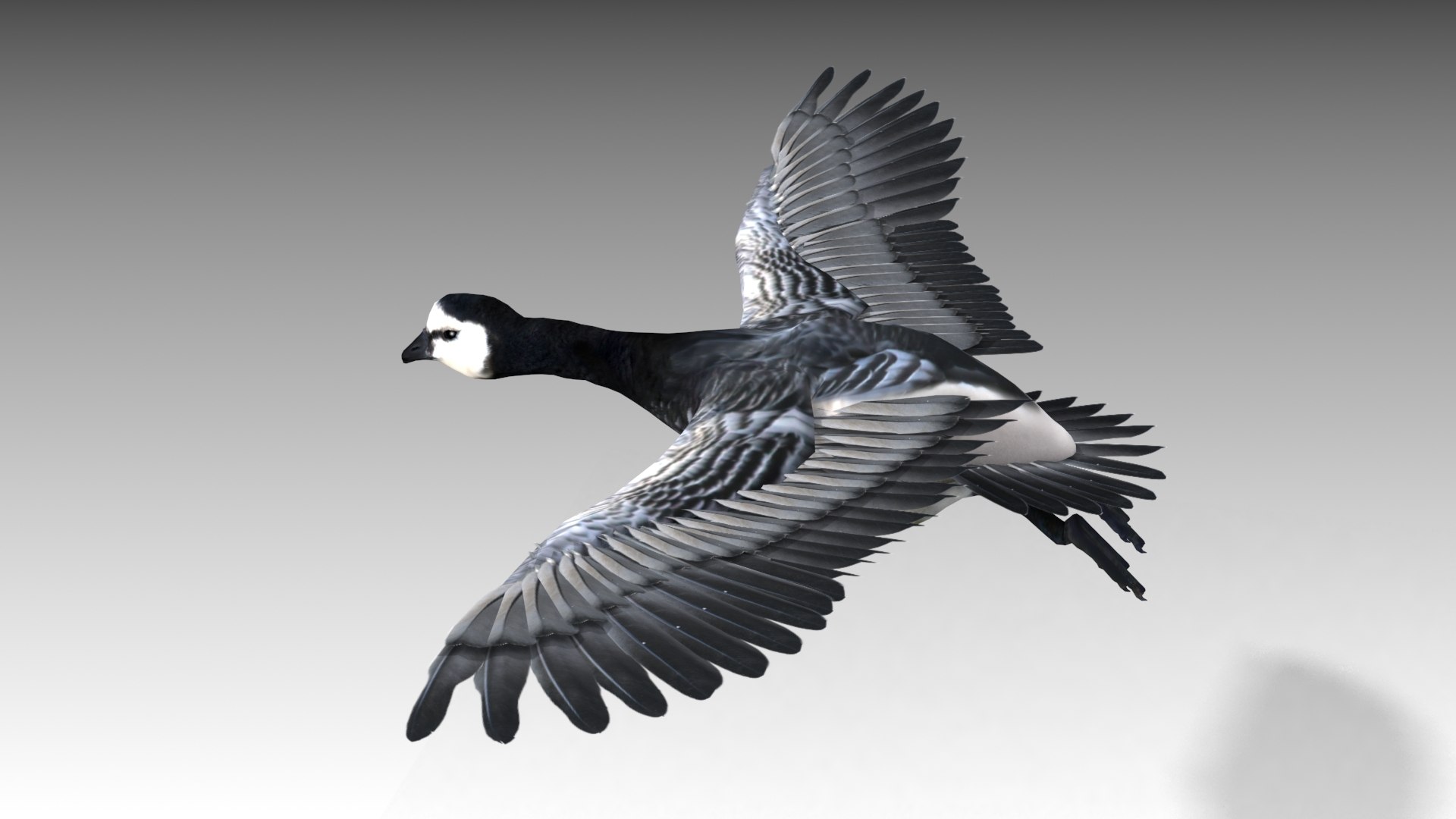 Barnacle Goose Model - TurboSquid 1429562