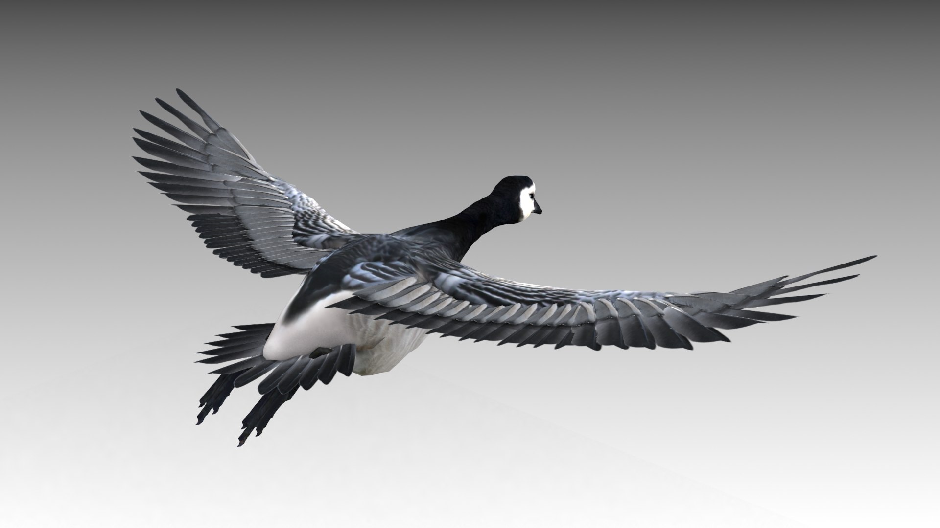 Barnacle Goose Model - TurboSquid 1429562