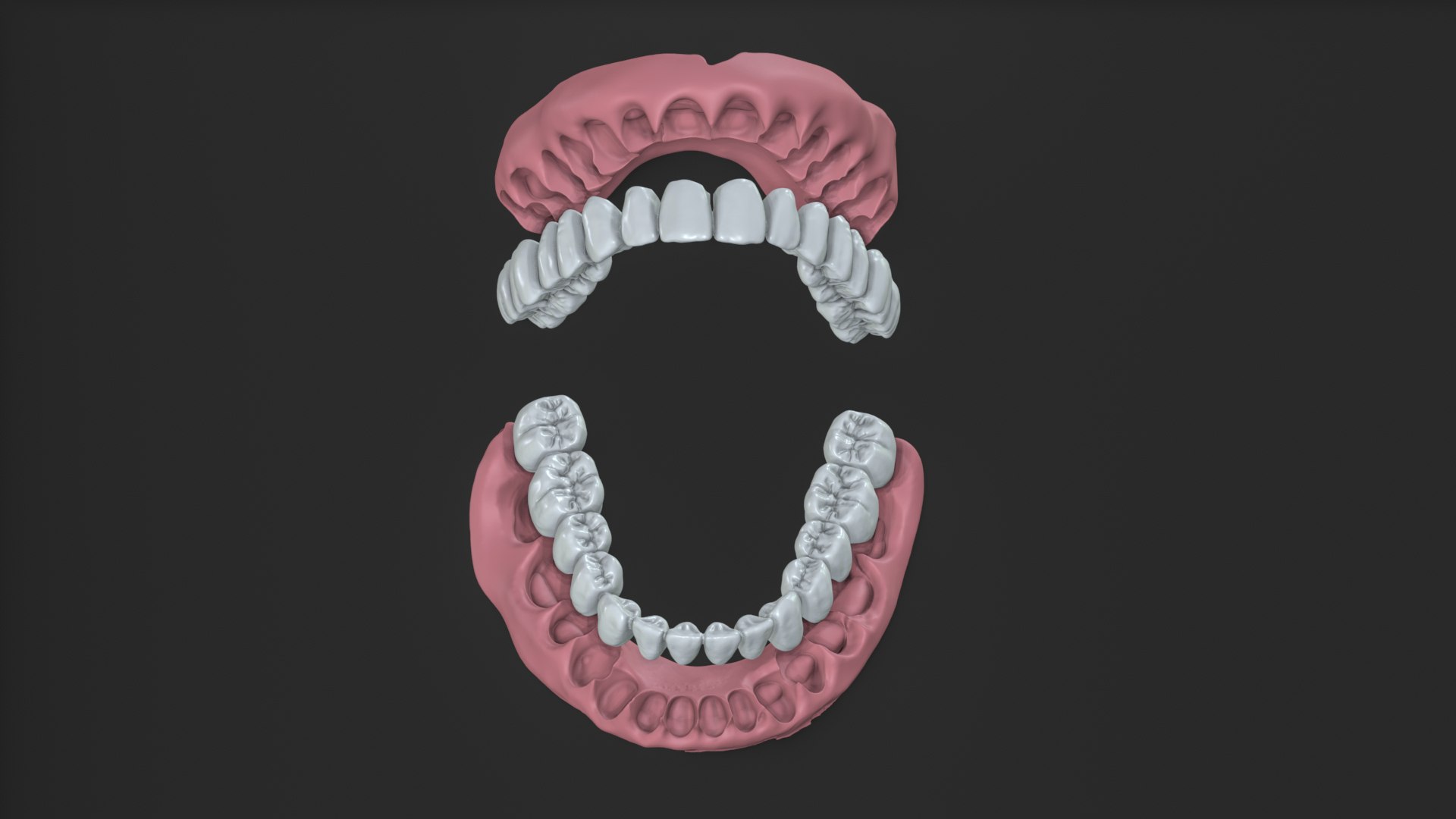 Full Mouth Real Human Teeth High Precision Dental Anatomy 3D Model ...