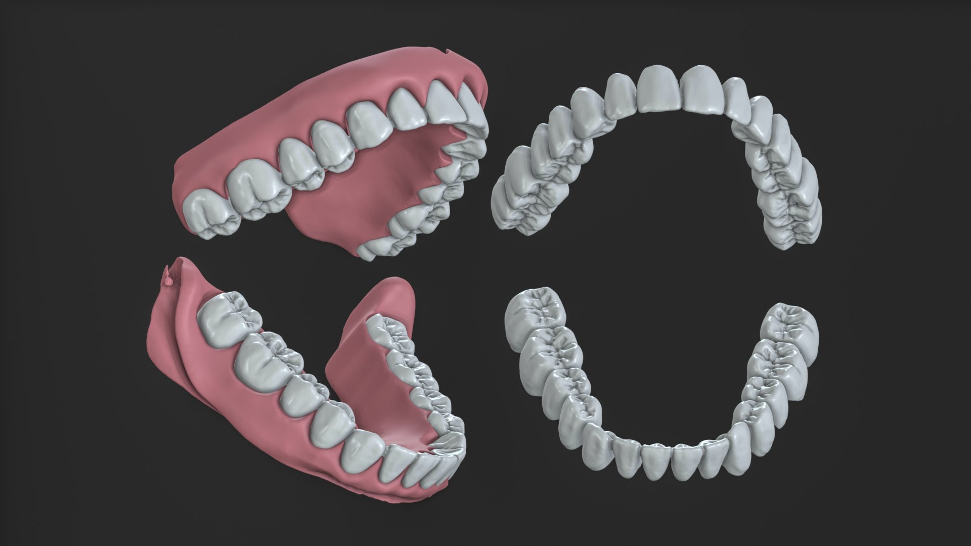 Full Mouth Real Human Teeth High Precision Dental Anatomy 3D Model ...