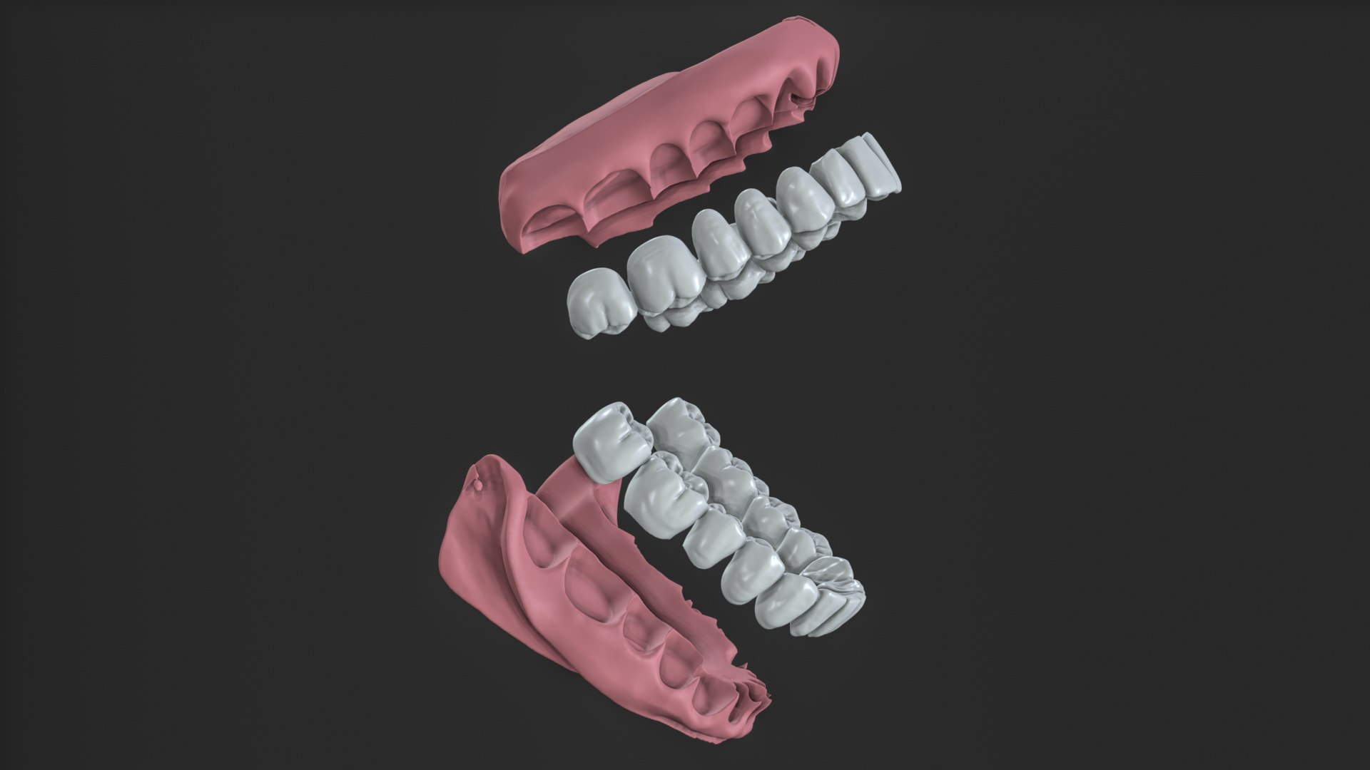 Full Mouth Real Human Teeth High Precision Dental Anatomy 3D Model ...