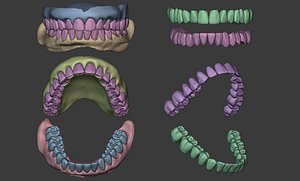 Full Mouth Real Human Teeth High Precision Dental anatomy 3D model