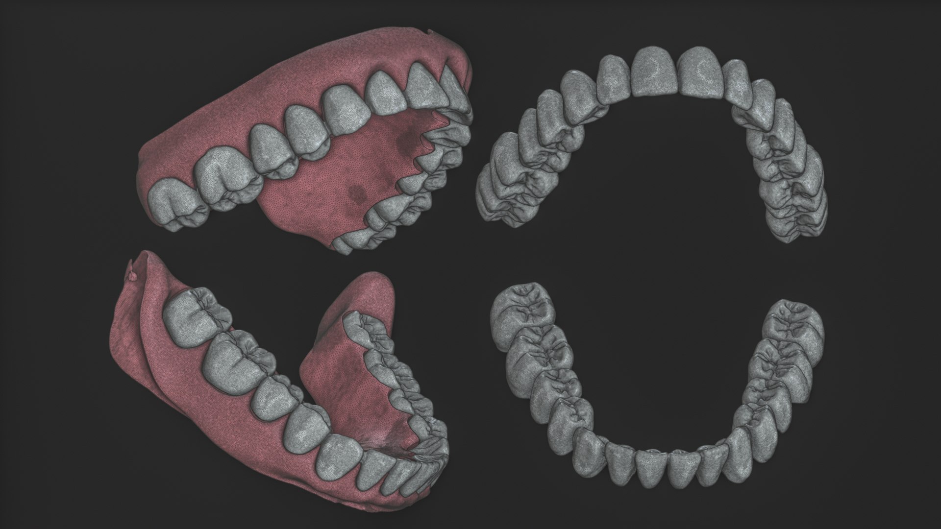 Full Mouth Real Human Teeth High Precision Dental Anatomy 3D Model ...