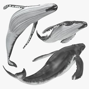 Marine Humpback Whale Set Animated Rigged For Maya