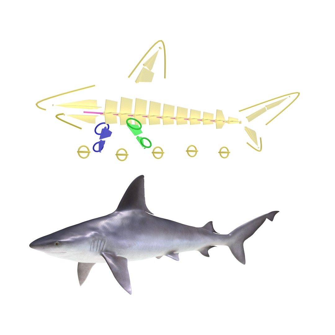 sandbar shark rigged 3d max https://p.turbosquid.com/ts-thumb/0P/LQFRZ0/583Peije/sandbarsharkrigged3dmodel26/jpg/1453575684/1920x1080/fit_q87/f77fdcb5efc833038899beef3cb585e5e7bb1bd8/sandbarsharkrigged3dmodel26.jpg