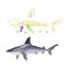 Sandbar Shark Rigged 3D Model