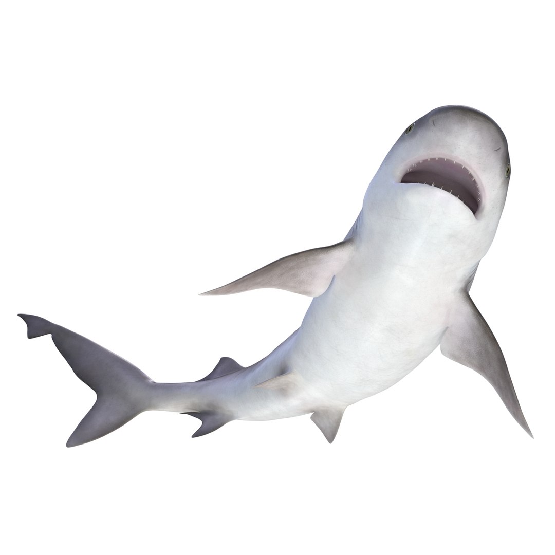 sandbar shark rigged 3d max https://p.turbosquid.com/ts-thumb/0P/LQFRZ0/86gI3oiQ/sandbarsharkrigged3dmodel14/jpg/1453575683/1920x1080/fit_q87/d4d7aeb3e86aedc78a82f294cf1fa7f615b0e280/sandbarsharkrigged3dmodel14.jpg