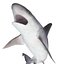 Sandbar Shark Rigged 3D Model