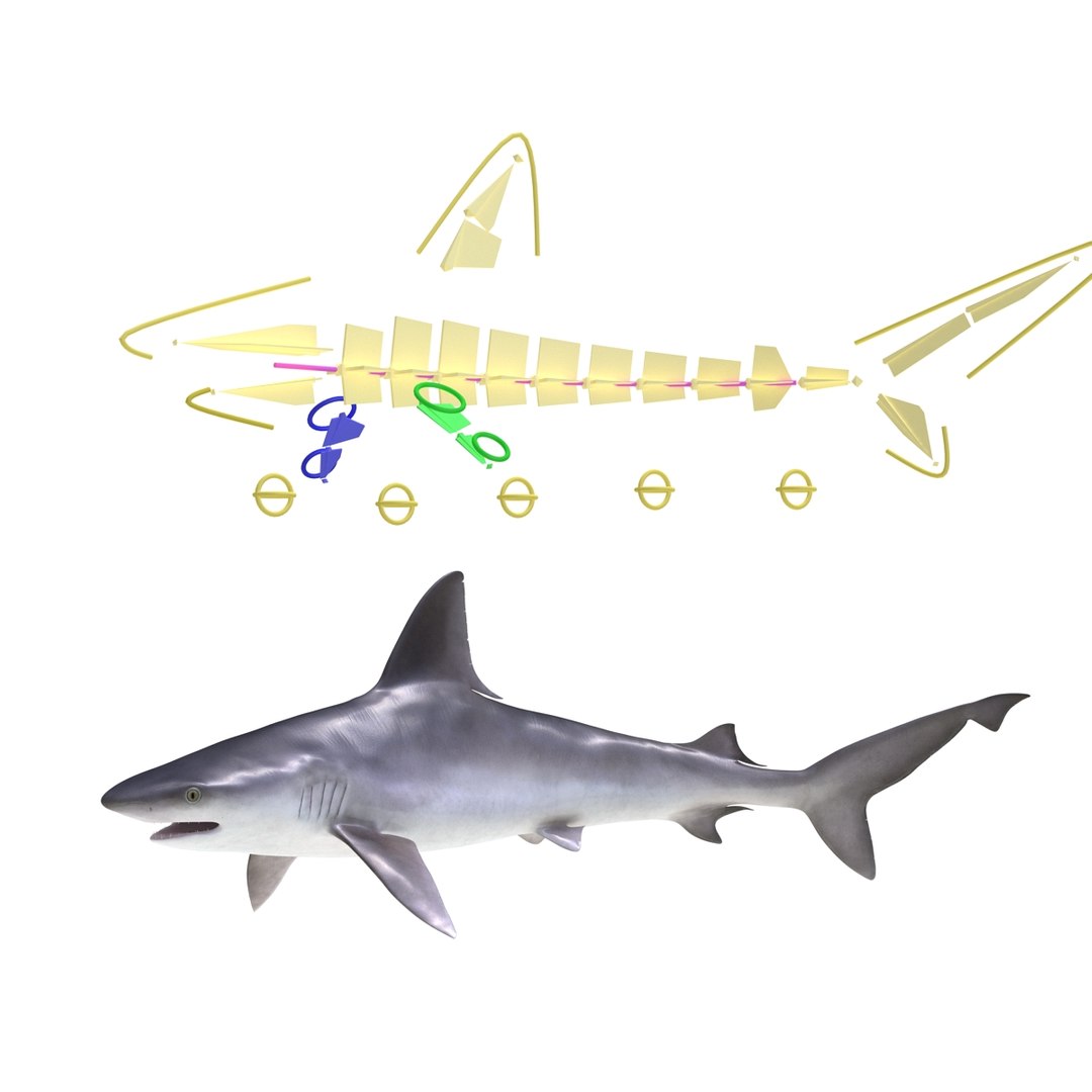 sandbar shark rigged 3d max https://p.turbosquid.com/ts-thumb/0P/LQFRZ0/FjKK6gqx/sandbarsharkrigged3dmodel27/jpg/1453575684/1920x1080/fit_q87/a41623941328596c3a416556f7c268f8ae68fe94/sandbarsharkrigged3dmodel27.jpg