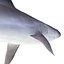 Sandbar Shark Rigged 3D Model