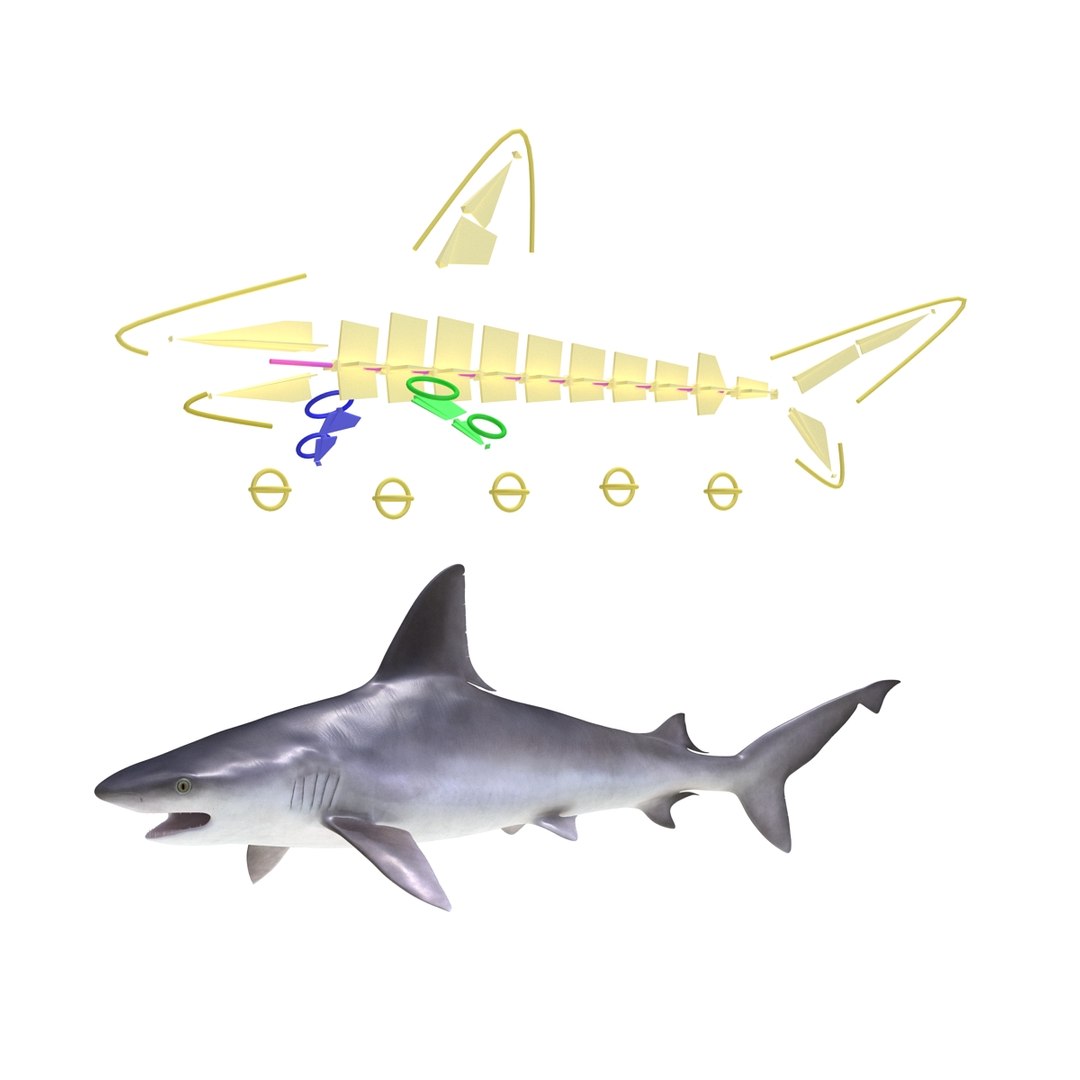 sandbar shark rigged 3d max https://p.turbosquid.com/ts-thumb/0P/LQFRZ0/MxlDDdDf/sandbarsharkrigged3dmodel28/jpg/1453575685/1920x1080/fit_q87/1a7409d973c454cf033cf10c2247f0b9f9a4581f/sandbarsharkrigged3dmodel28.jpg