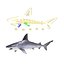 Sandbar Shark Rigged 3D Model