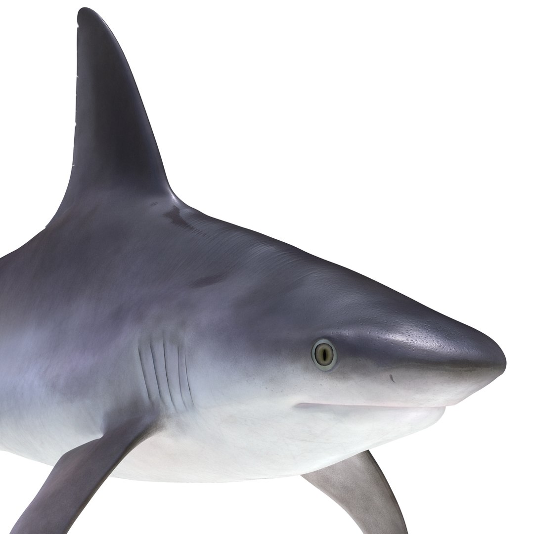 sandbar shark rigged 3d max https://p.turbosquid.com/ts-thumb/0P/LQFRZ0/PZJcx6Vv/sandbarsharkrigged3dmodel21/jpg/1453575684/1920x1080/fit_q87/b2c677a75be2f1b85bfaaff41c490021e51ed77a/sandbarsharkrigged3dmodel21.jpg