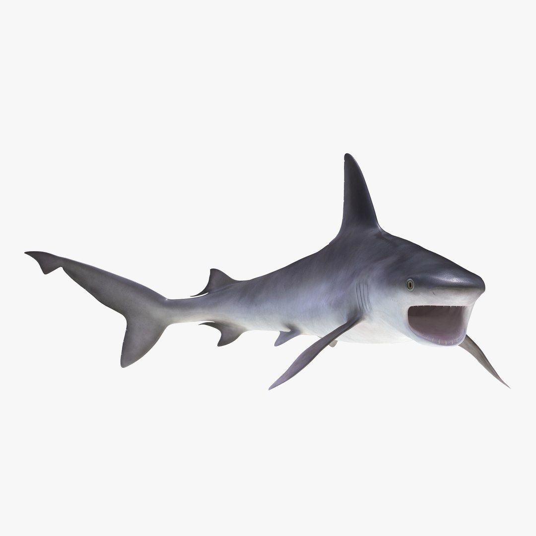 Sandbar Shark Rigged 3D Model 3D model preview