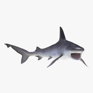 sandbar shark rigged 3d max