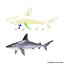 Sandbar Shark Rigged 3D Model