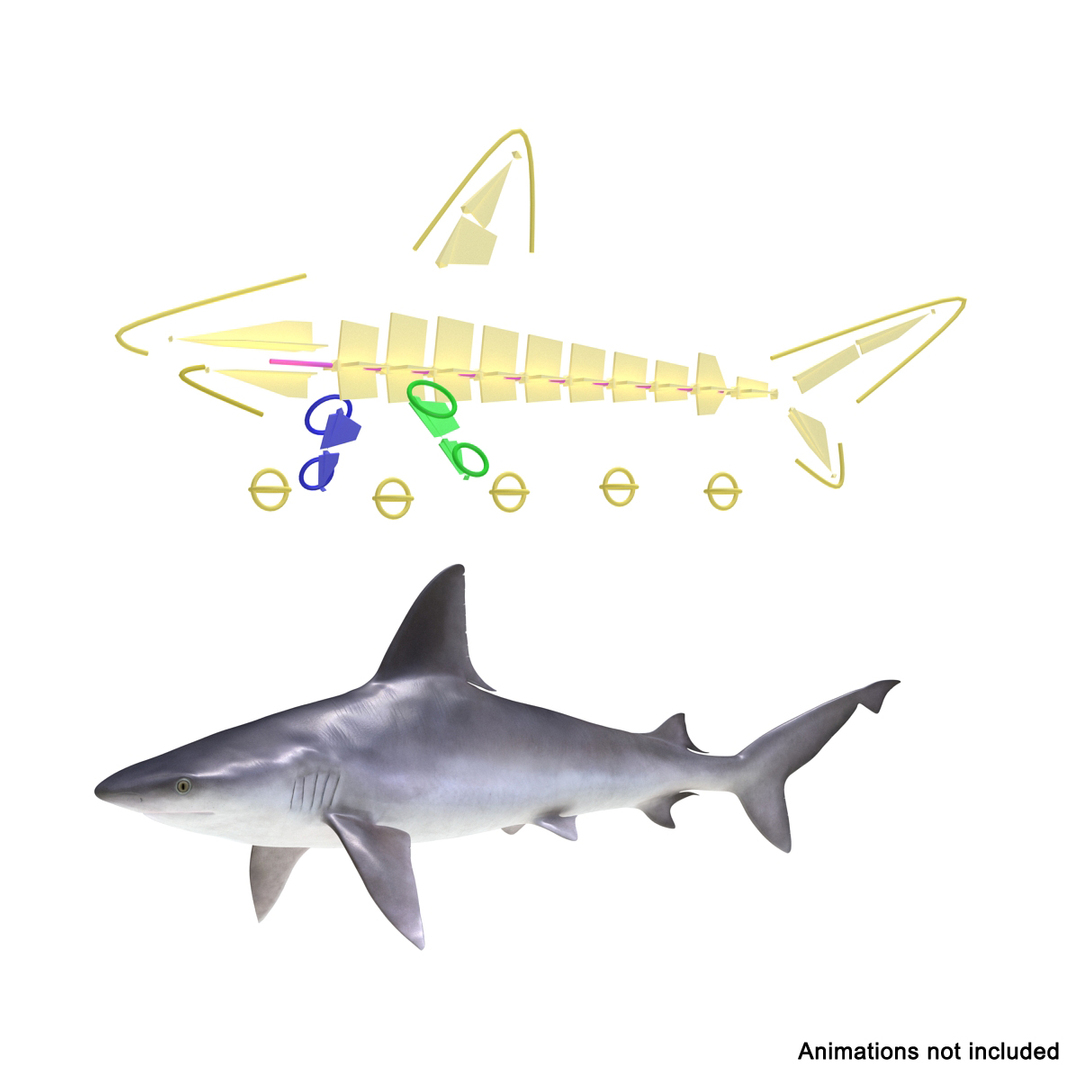 sandbar shark rigged 3d max https://p.turbosquid.com/ts-thumb/0P/LQFRZ0/ddNLqYig/sandbar_shark_rigged_361/jpg/1453575875/1920x1080/turn_fit_q99/b2548acd5c588a160b08377ad521c8357b8f7945/sandbar_shark_rigged_361-1.jpg