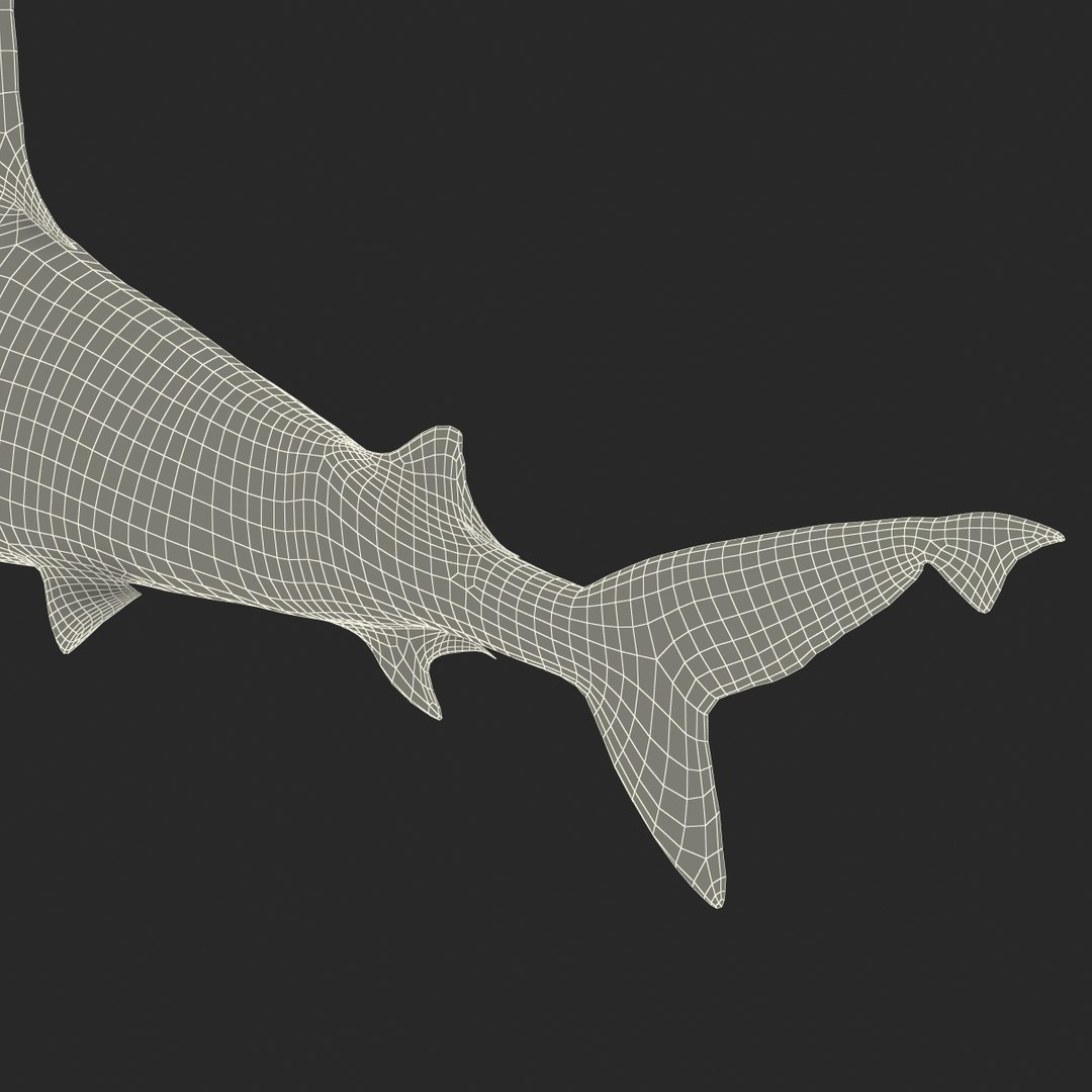 sandbar shark rigged 3d max https://p.turbosquid.com/ts-thumb/0P/LQFRZ0/fhF1Q6GY/sandbarsharkrigged3dmodel45/jpg/1453575687/1920x1080/fit_q87/b43e5b30aade0cc35a63f6ea55faa1aec04907c9/sandbarsharkrigged3dmodel45.jpg