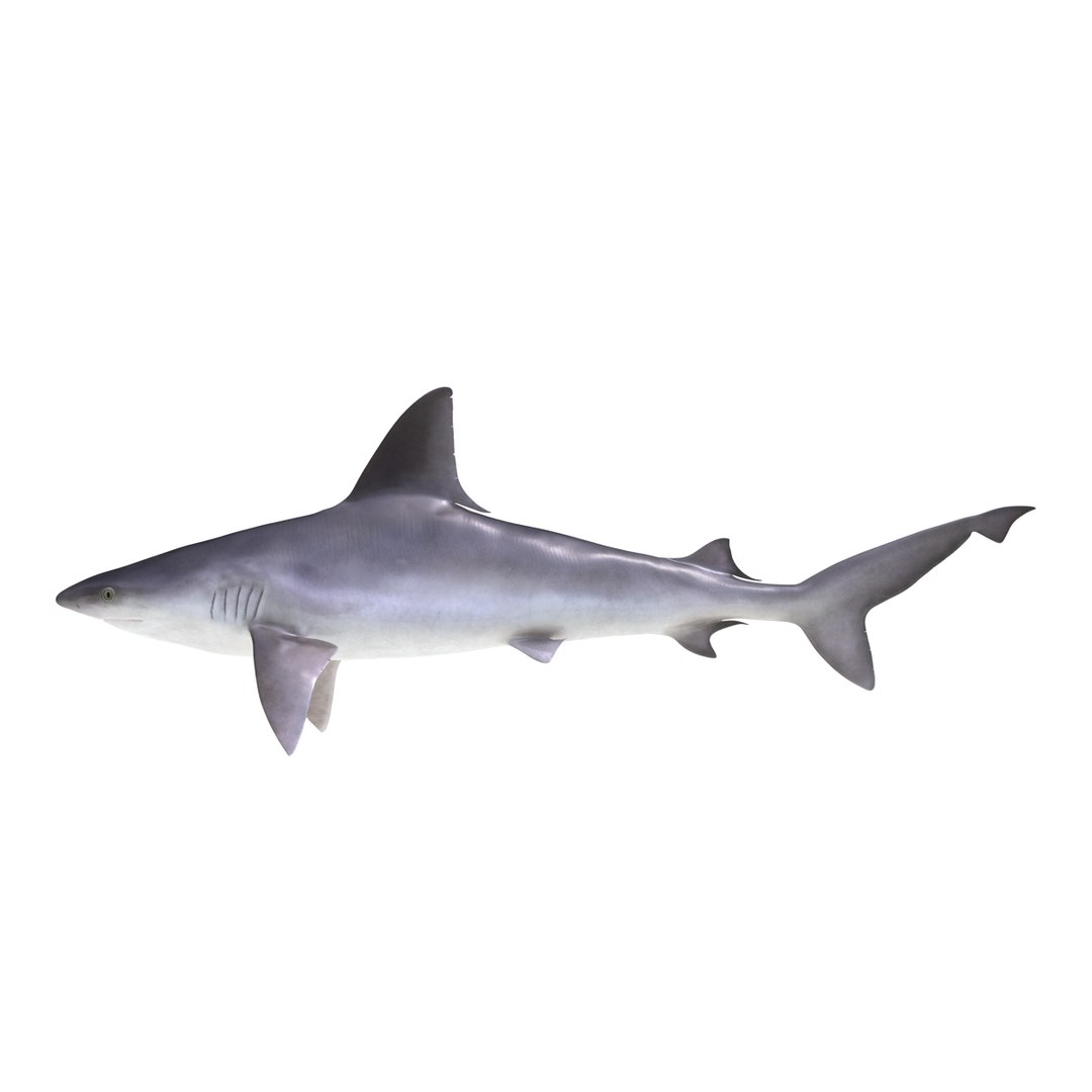 sandbar shark rigged 3d max https://p.turbosquid.com/ts-thumb/0P/LQFRZ0/kUuPr0ex/sandbarsharkrigged3dmodel02/jpg/1453575681/1920x1080/fit_q87/fe8f5b707a3b9fbf98fe46b06e2b1ae96f709c4f/sandbarsharkrigged3dmodel02.jpg