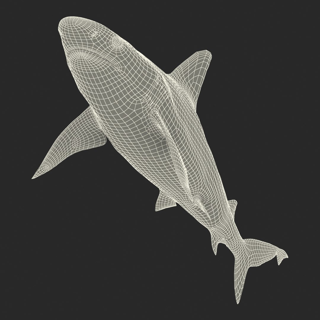 sandbar shark rigged 3d max https://p.turbosquid.com/ts-thumb/0P/LQFRZ0/lAvS3mwr/sandbarsharkrigged3dmodel39/jpg/1453575686/1920x1080/fit_q87/253dabaecb7fb2279c4b11acac97dfb803771a10/sandbarsharkrigged3dmodel39.jpg