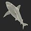 Sandbar Shark Rigged 3D Model
