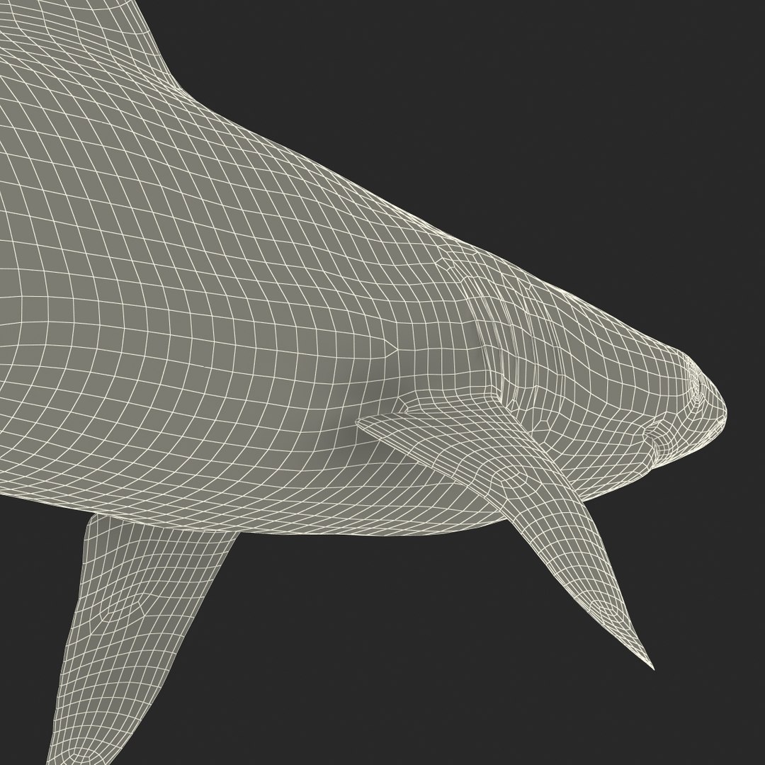sandbar shark rigged 3d max https://p.turbosquid.com/ts-thumb/0P/LQFRZ0/zZgmAIbD/sandbarsharkrigged3dmodel46/jpg/1453575687/1920x1080/fit_q87/2507f81c4959cdb7dbcdbe20e03bc224f0eeb310/sandbarsharkrigged3dmodel46.jpg