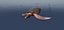 Sea Creatures