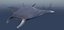 Sea Creatures