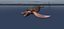 Sea Creatures