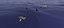 Sea Creatures