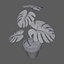 Monstera-Pflanze - Rigged-Dynamic