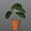 Monstera-Pflanze - Rigged-Dynamic