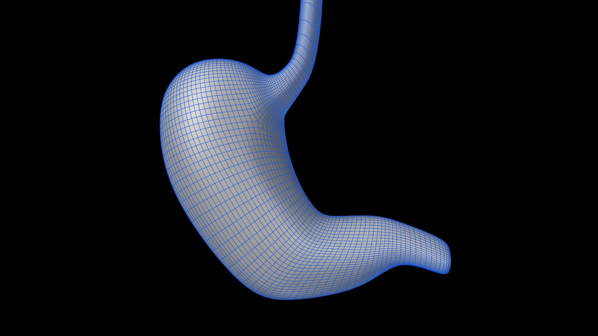 Anatomy Human 3D Model - TurboSquid 1691726