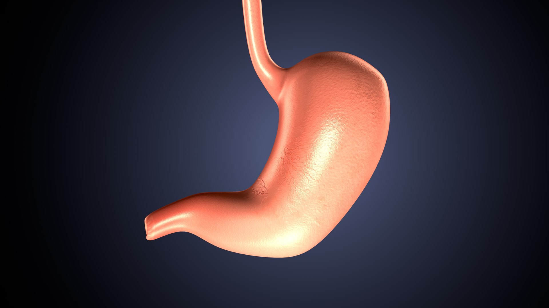 Anatomy Human 3D Model Biology Diagrams
